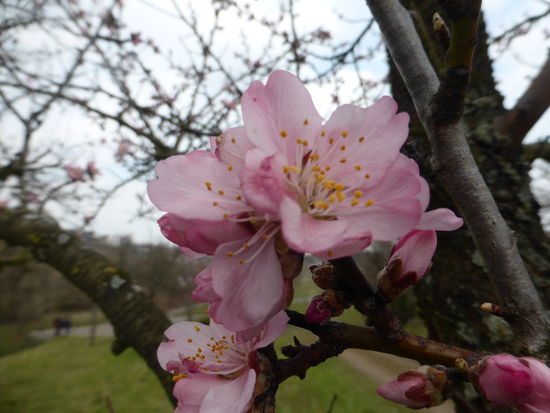 Gimmeldinger Süßmandel