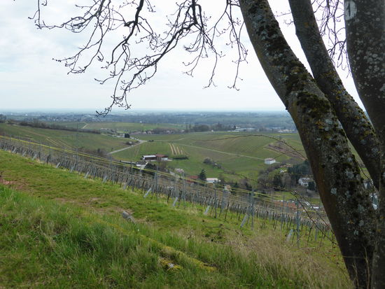 Blick in die Rheinebene