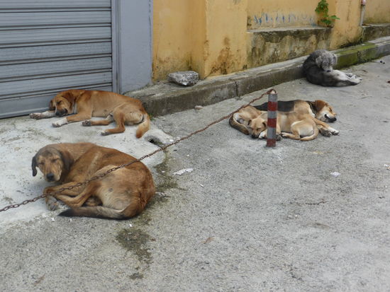 innerstädtisches Hundeidyll