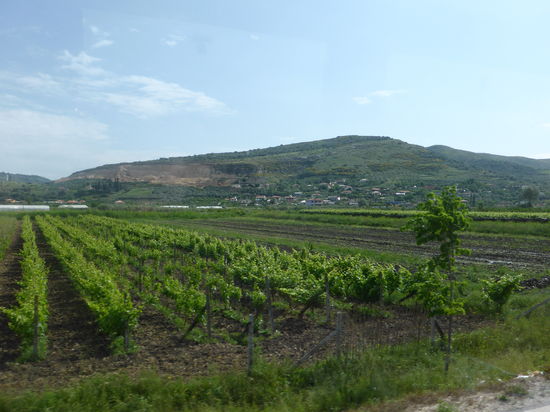 und auch Weinanbau