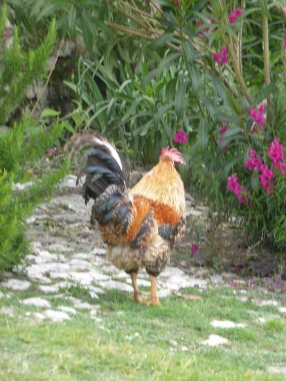 Zeichen des Bewohnens des Burgbergs - ein prächtiger Haushahn