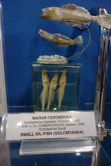 das sind die 'durchsichtigen' Fische des Fischmarktes