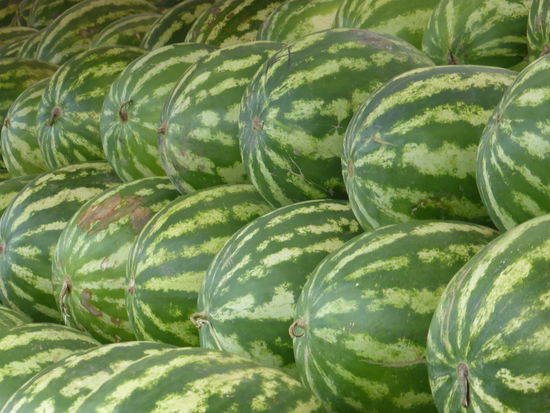 so hatte ich es 1967 erlebt - Monokultur Wassermelonen