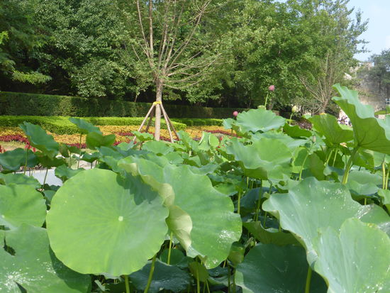 die Straße ist sehr gepflget und Lotusblumen in froßen Wasserkübeln säumen den Weg