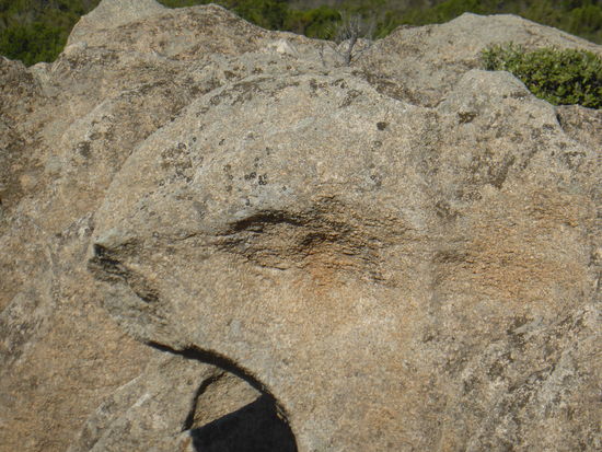 oder hier ein Eidechsenkopf