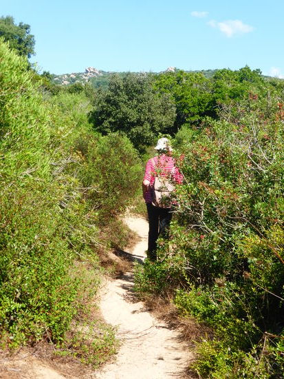 der Weg führt durch die Maccia