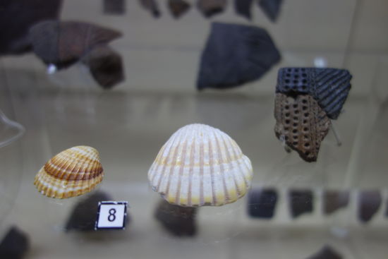 Muster durch Muscheln