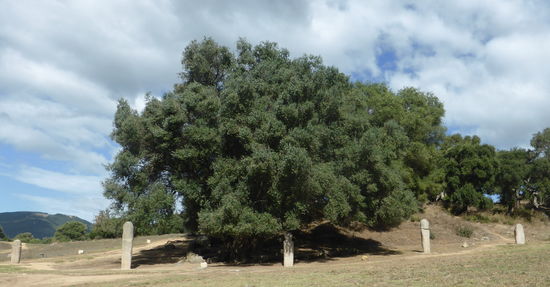 Filitosa III, IV, I, Tappa I, Filitosa II (von links nach rechts )