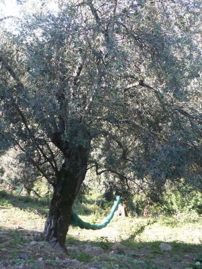 das Netz zum Auffangen der Oliven ist schon vorbereitet
