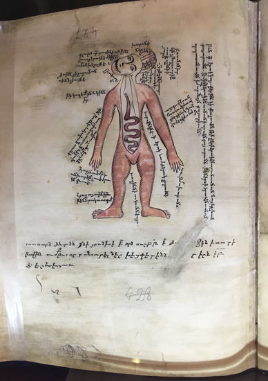 aus der Medizin - eine frühe Anatomie-Zeichnung