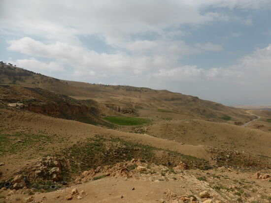 auf den wenigen grünen Abschnitten grasen Dromedare