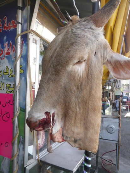 der aufgehängte Rindskopf
