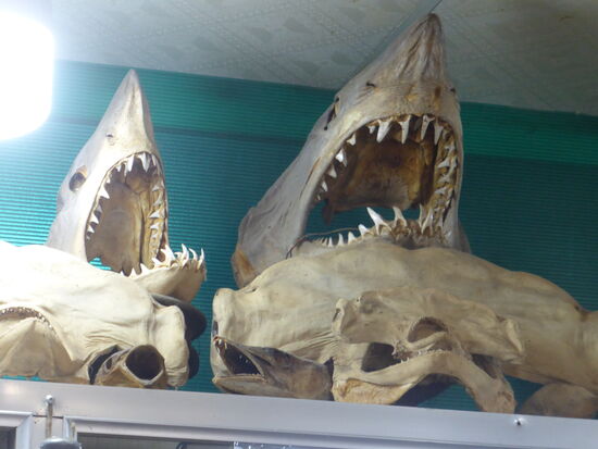 ob der Fischladen so zum Kauf einlädt?