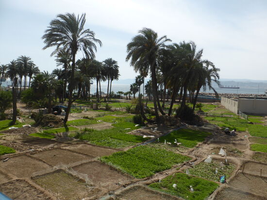 Kräutergarten mit Felderbewässerung