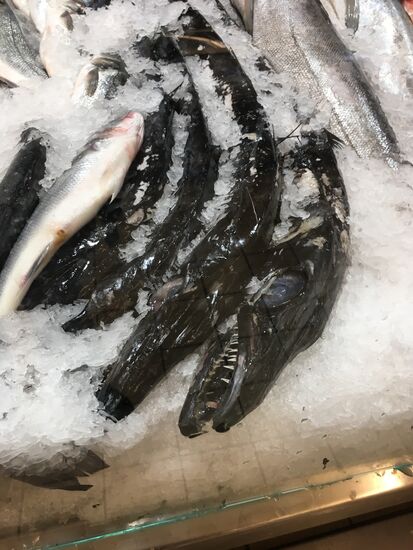 schwarzer Degenfisch - Schwimmtiefe 200- 1700 m