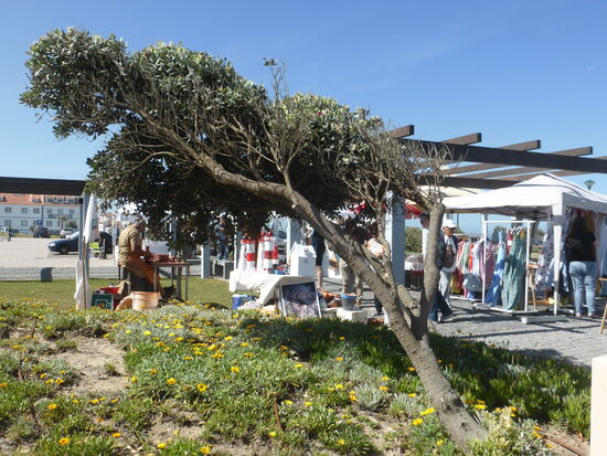 die stetigen Winde hinterlassen an allen Bäumen unübersehbare Spuren