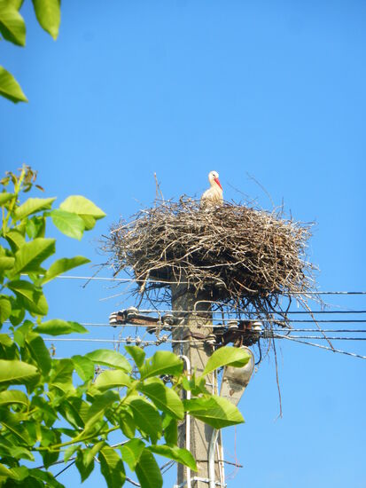 mit direkten Nachbarn