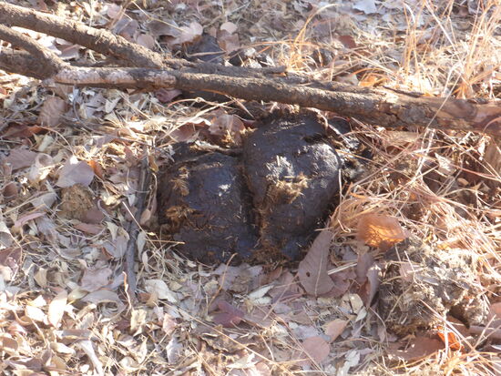 Im Gegensatz zu den Hinterlassenschaften der Elefanten konzentrieren sich die der Nashörner an einer Stelle, die nach Auskunft des Chefrangers auch als Kommunikationsplatz genutzt wird.