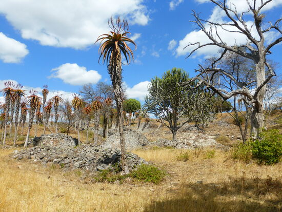 der trockene Winterr hat selbst die Agaven in Mitleidenschaft genommen