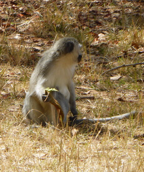 am Treffpunkt der Busse tummeln sich die Affen
