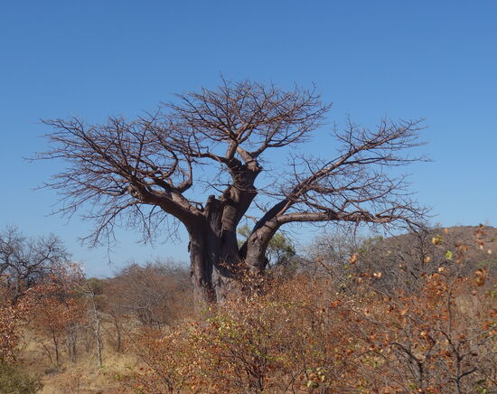 Baobabs