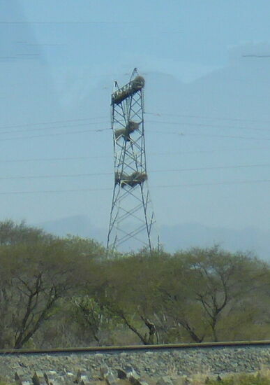 Strommasten voller Nester