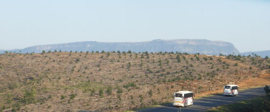 Eukalyptus-Pflanzungen (Rodungen und Neupflanzungrn der Holzwirtschaft)