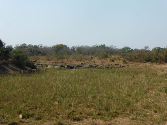 Wasserbüffel am Wasserloch