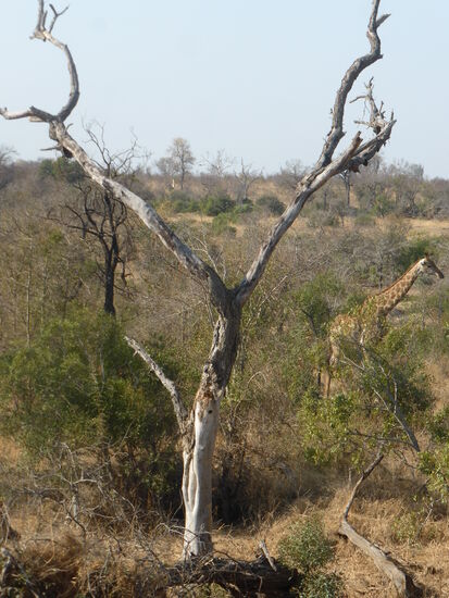 Trockenheit macht auch hier den Bäumen zu schaffen