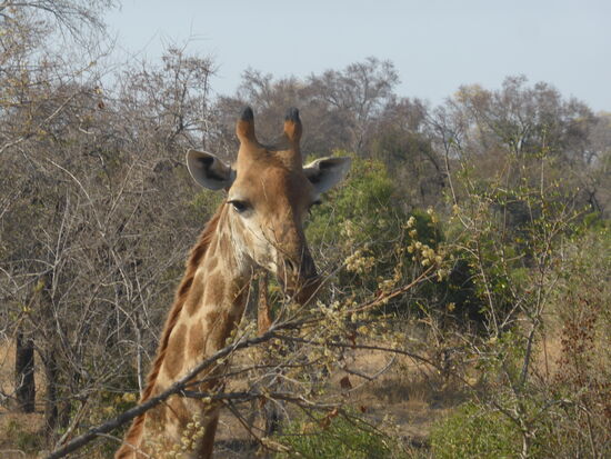 diese Giraffe ist männlich - erkennbar am Puschel der Hörner