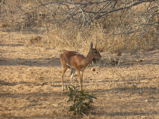 auch das Kleinwild ist mitten in die Herde gelangt