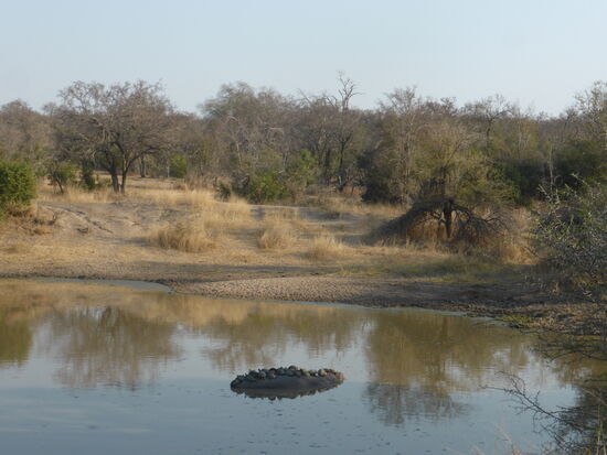 ist es ein Krokodil, oder ein alter Reifen ?....