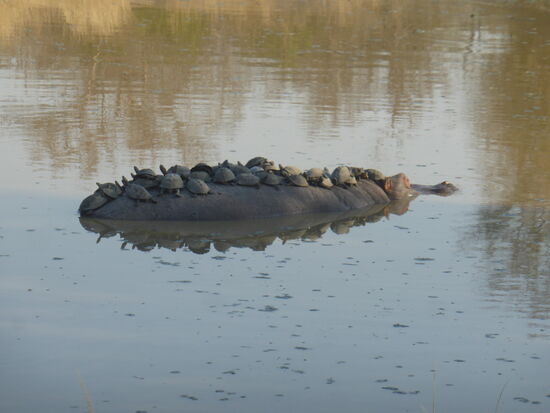 nein: ein Flußpferd mit mehr als 20 Schildkröten auf dem Rücken!
