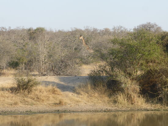 und hinter dem Wasser auch noch eine Giraffe