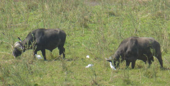 große und kleine Tiere in Eintracht