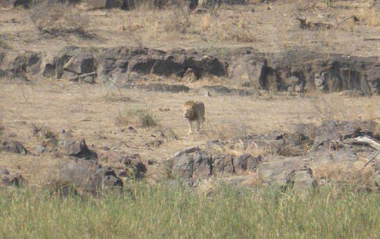 ein männlicher Löwe streift durchs Revier