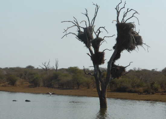 Webervögelnester im Baum - Flußpferde und Wasservögel