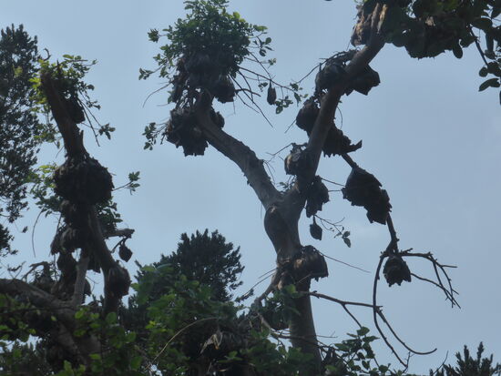 Fledermäuse bewohnen viele Bäume des Parks