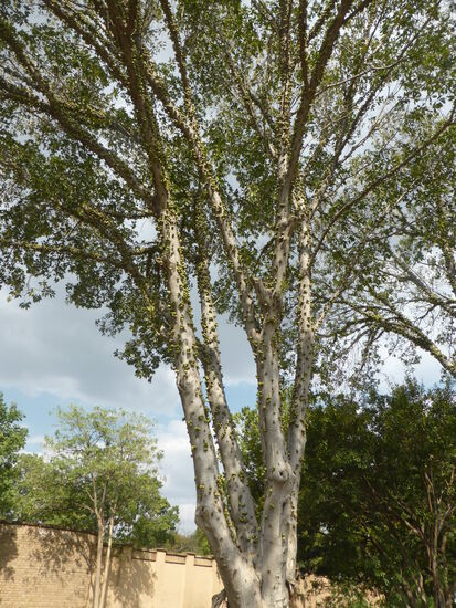 auch dieser Baum mit dicken apfelartigen Gebilden am Stamm ist uns bisher nicht begegnet