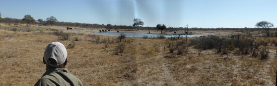 Unser Guide sieht alles  - schon bei der Giraffe hat niemand geahnt, warum er den Wagen dreht und in eine andere Straße gefahren ist