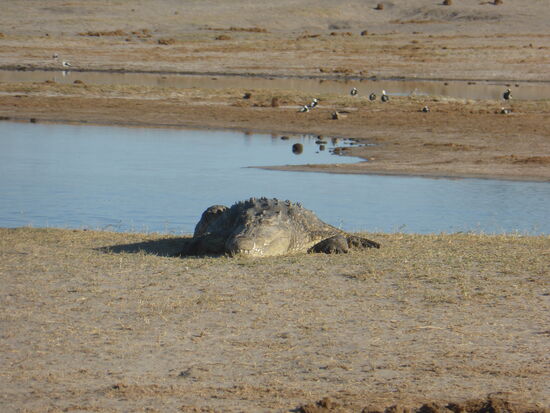 ganz in der Ferne kann man erst im Fernglas oder mit dem voll ausgefahrenen Zoom erkennen, dass ein massives Krokodil 'auf uns' lauert