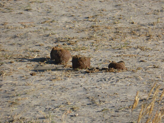 die runden 'Briketts' deuten aber auch darauf hin, dass Elefanten zum Wasserloch kommen