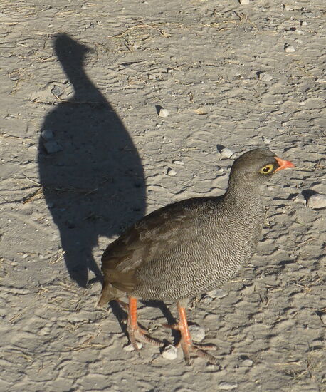 am Wagen picken ein paar Perlhühner