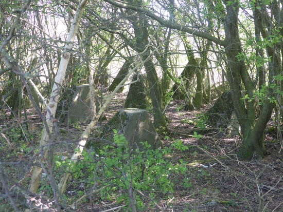 ein langes Stück des Westwalls ist hier von der Natur wieder 'übernommen ' worden