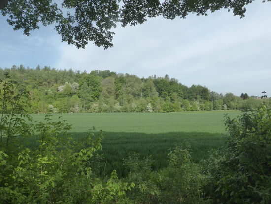 Bergehalde Wilsberg - die südlichste Halde des ehemaligen Aachener Reviers. - im Vergleich zu den anderen Halden der Region ist die Halde Wilsberg in Höhe und Ausformung eher unauffällig