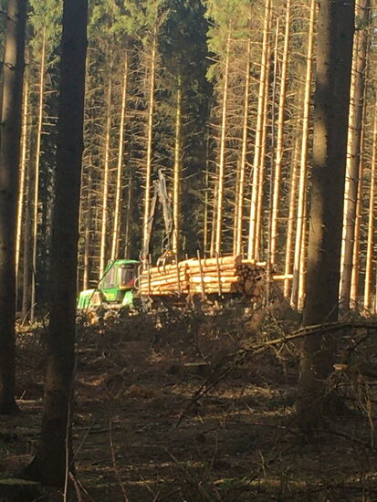 zunächst geht es ostwärts in den recht malträtierten (Sturm und Borkenkäfer) Wald, in dem kräftig abgeholzt wird/ werden muß