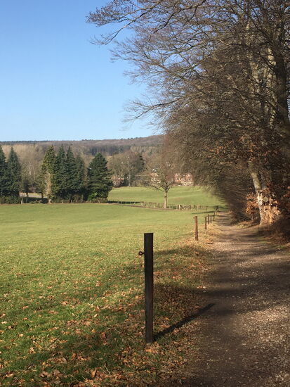 entlang grüner Wiesen und abgestorbenen Buchenstümpfen laufen wir wieder westwärts und überqueren wir Grenzstrasse.