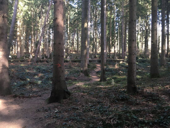 Westwallreste im Wald
