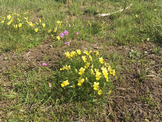 Galmeiveilchen und Grasnelke