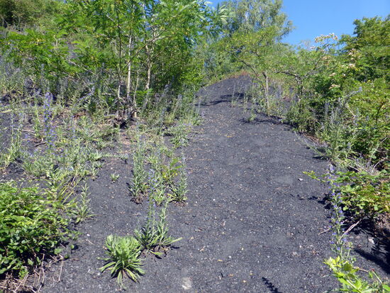 Steilhang der schwarzen Halde